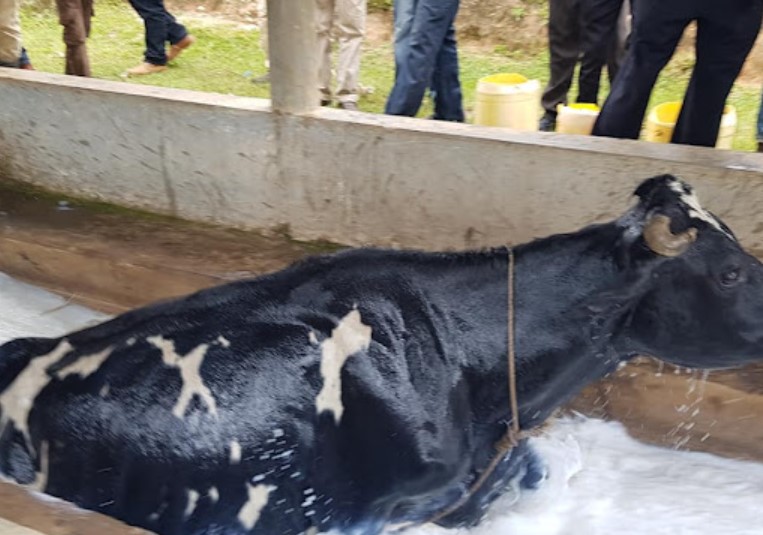 A 12-Year-Old Boy Dies After Slipping Into Cattle Dip In Kirinyaga